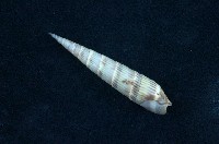 藏品(優美筍螺)的圖片